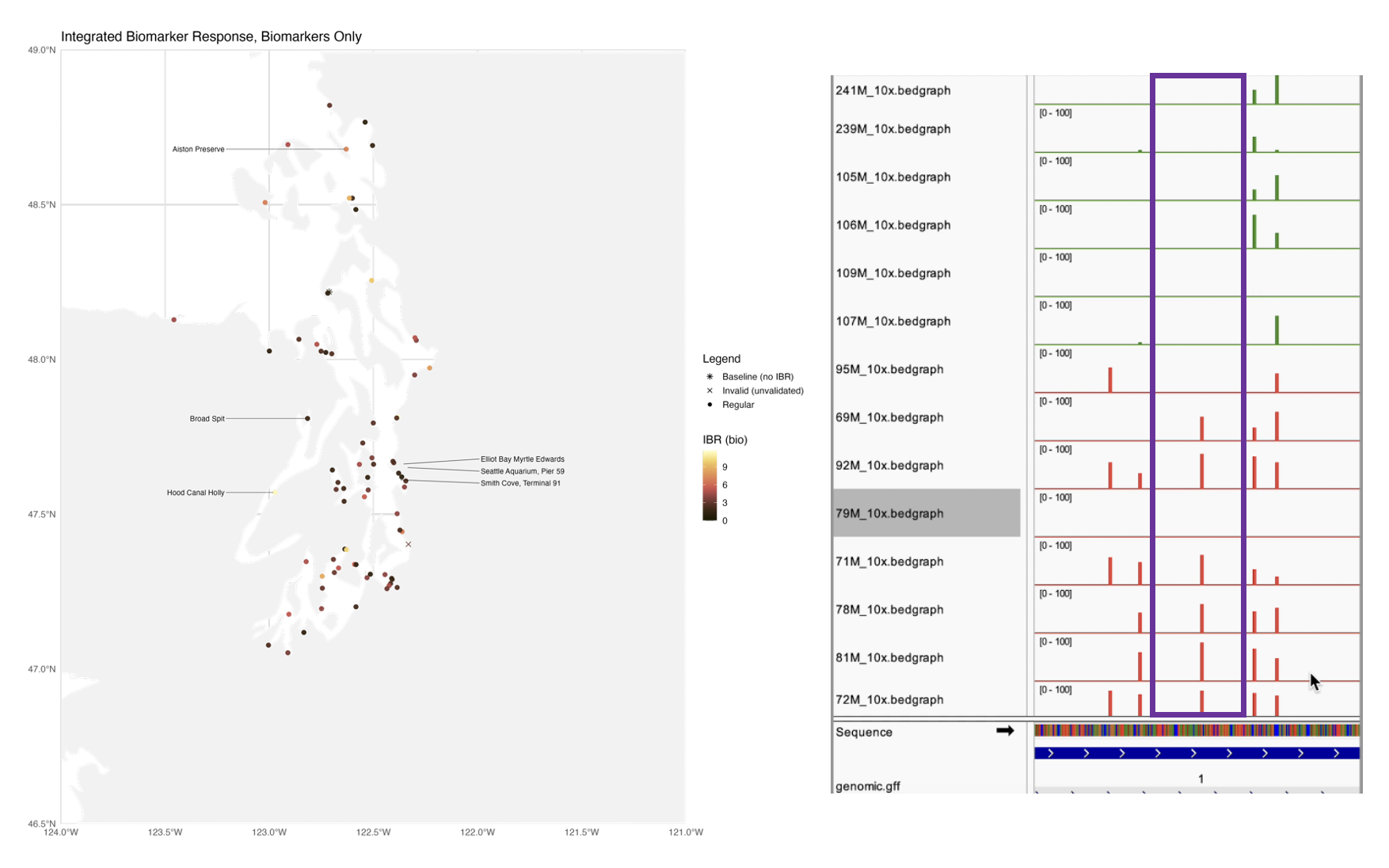 L: IBR of chosen sites for further analysis. R: Gene track snippet showing potential differential methylation between ‘high’ and ‘low’ PAH exposed mussels